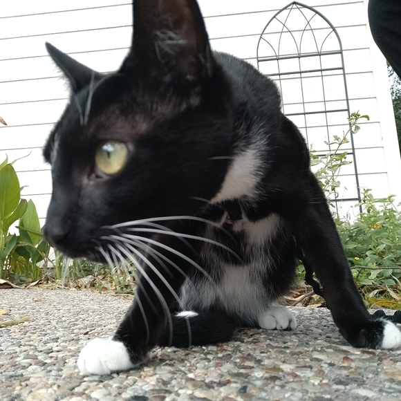 Harness & bungee leash set - Size small - Picture 6 of 6